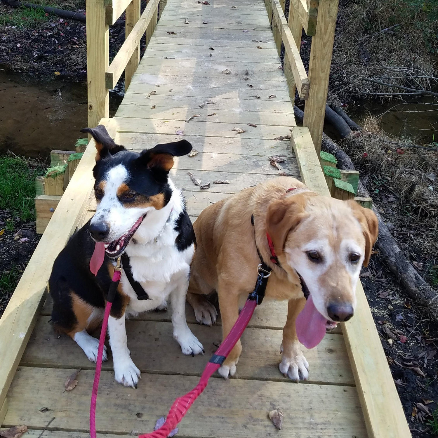 Ice Age Trail, Wisconsin, October 2021