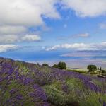 Ali'i Kula Lavender