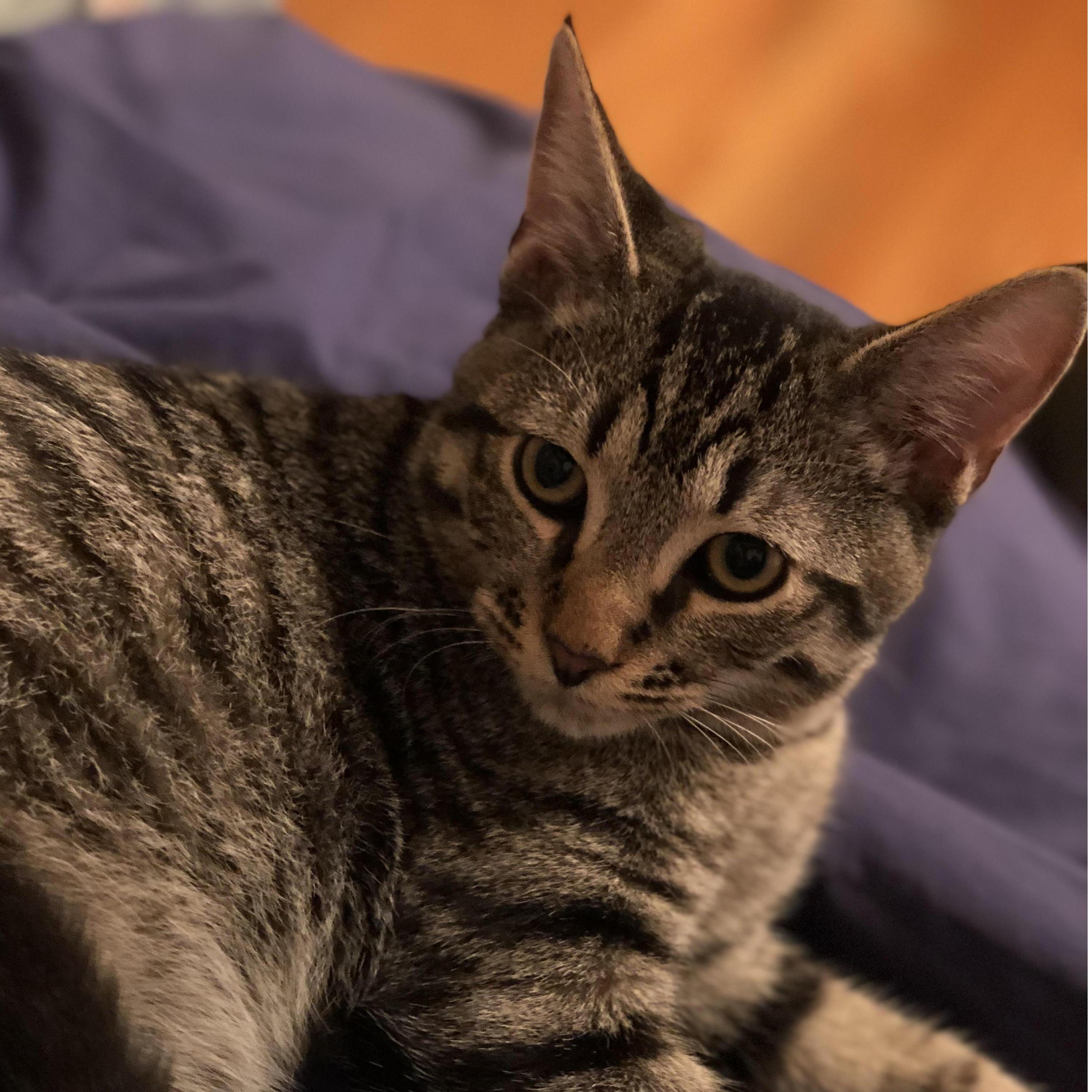 We are obsessed with our Harlito! If you know him you love him!