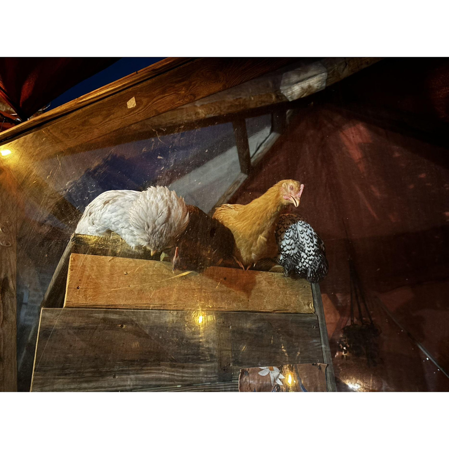 Our chicken's falling asleep. We adore watching them and their silly behavior. The spend the first hours of the evening switching spots by the edge. //June '24