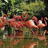 Flamingo Gardens