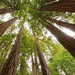 Muir Woods National Monument