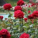 Zakir Hussain Rose Garden