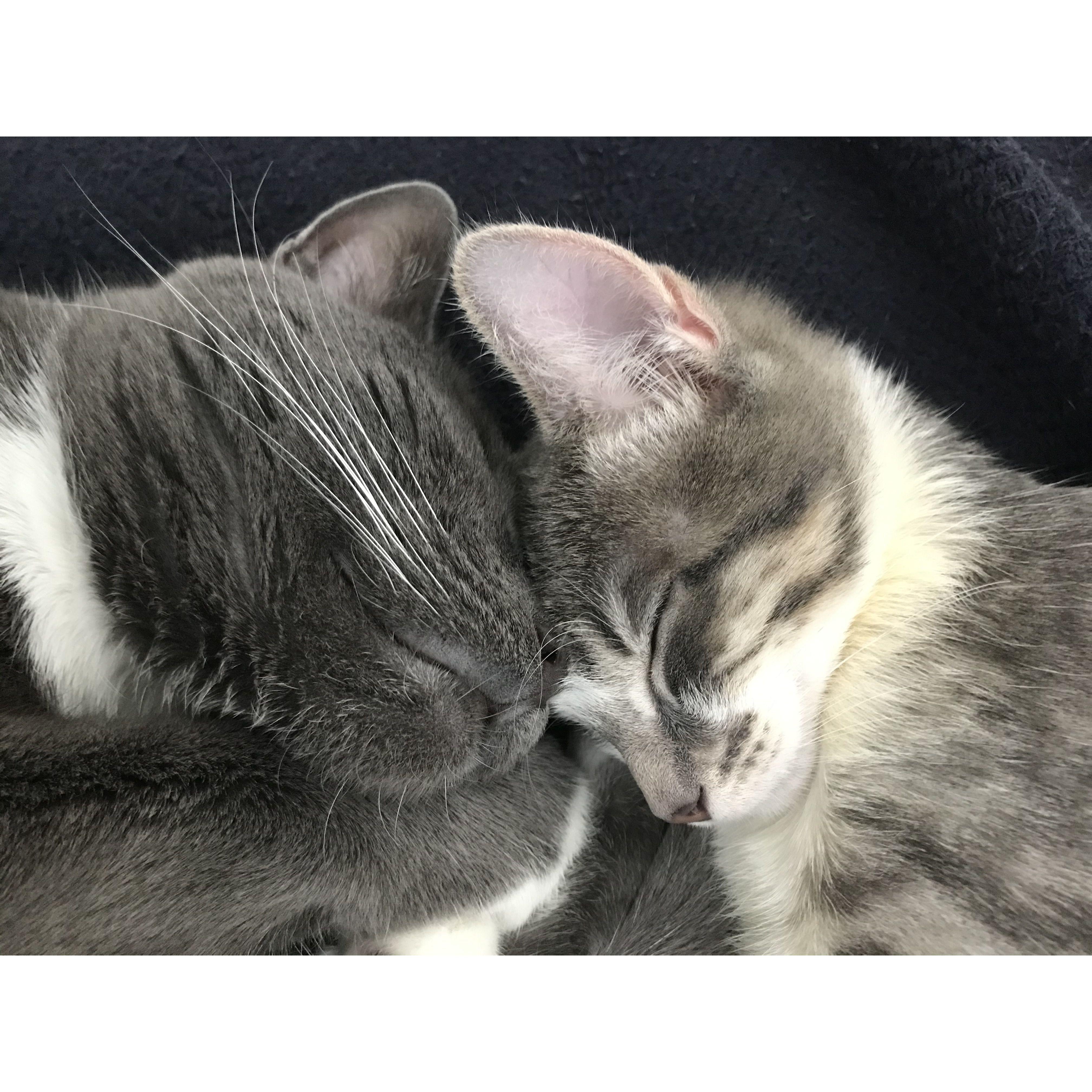 Nox and Peepers became best buds fast :)