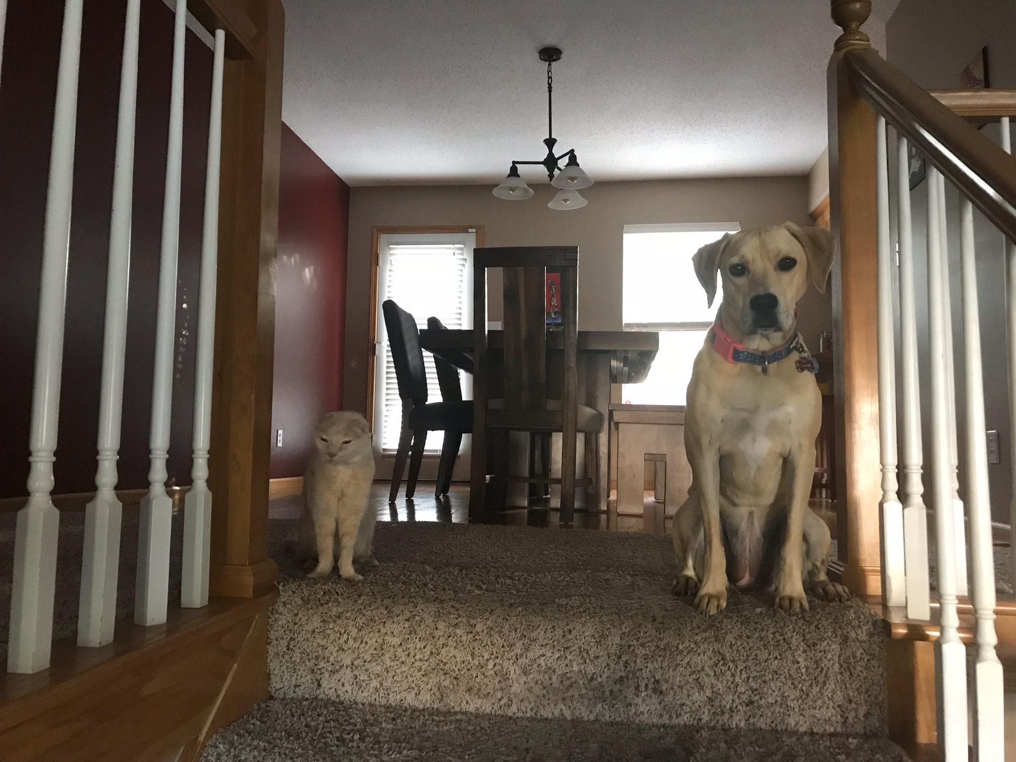 Best friends hanging out waiting for Mom to come home.