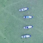 Electric Paddle Board Dolphin Watch