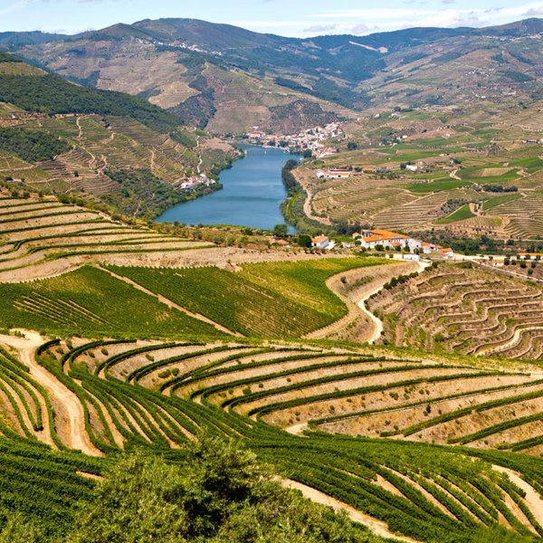 Douro Valley Tour + Wine Tasting