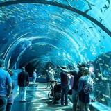 Georgia Aquarium