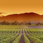 Napa