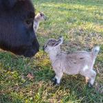 Peaks of Otter Farm