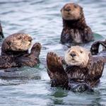 Monterey Bay Aquarium