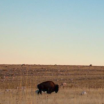 Antelope Island State Park