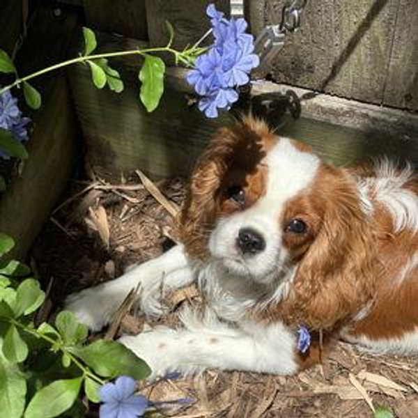 Birdie’s Backyard