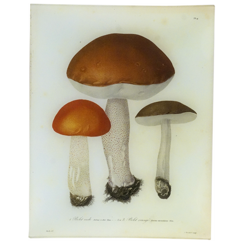 John Derian Mushrooms (Pl. 9) Tray