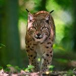 Animal Ark