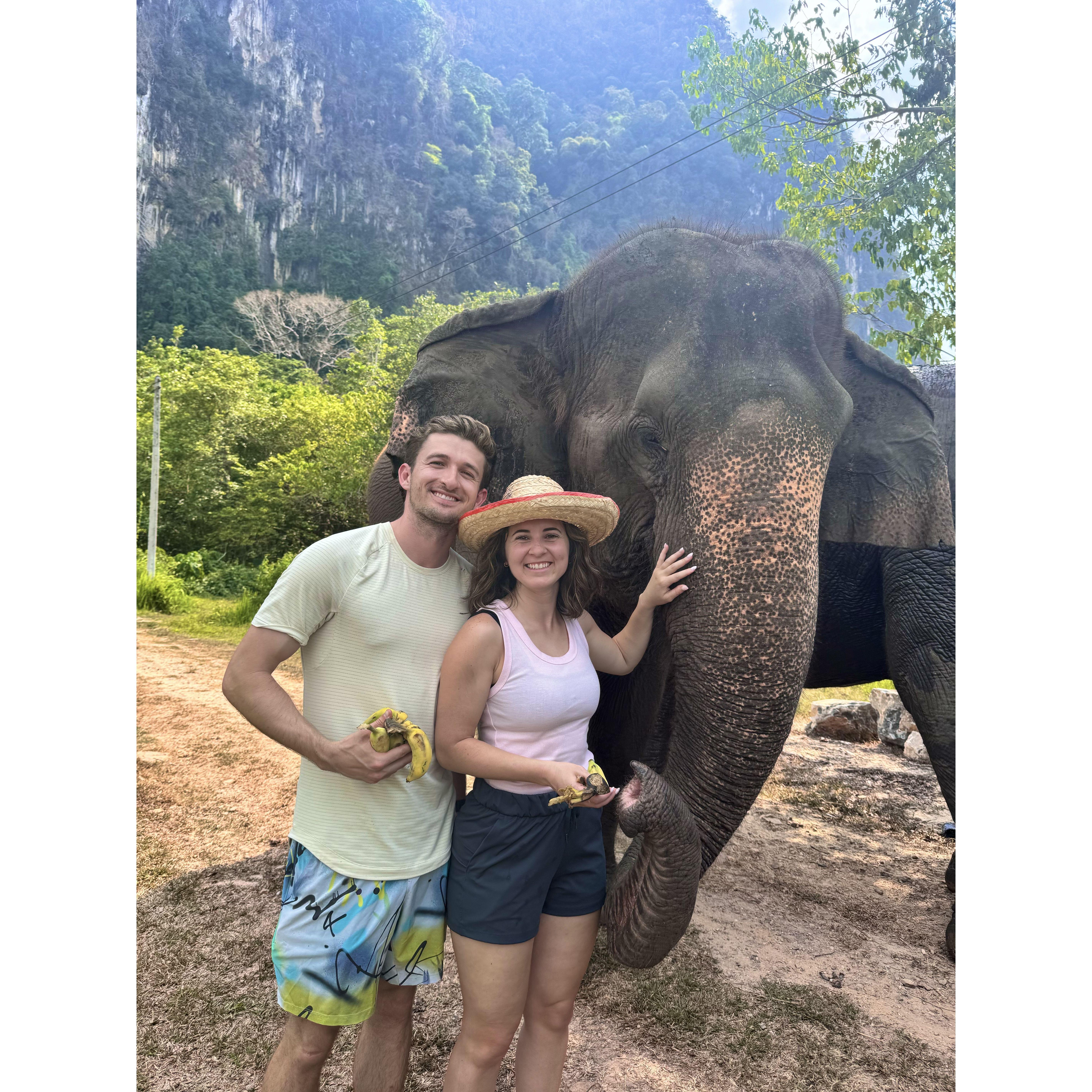 Falling in love with elephants in Thailand