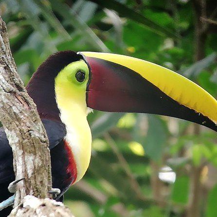 Tucancillo (robertoandresus carlusjavierus)