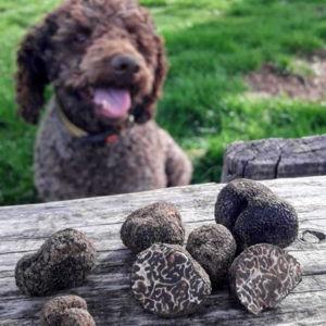 Truffle Hunting & Cooking Tour