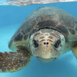 Loggerhead Marinelife Center