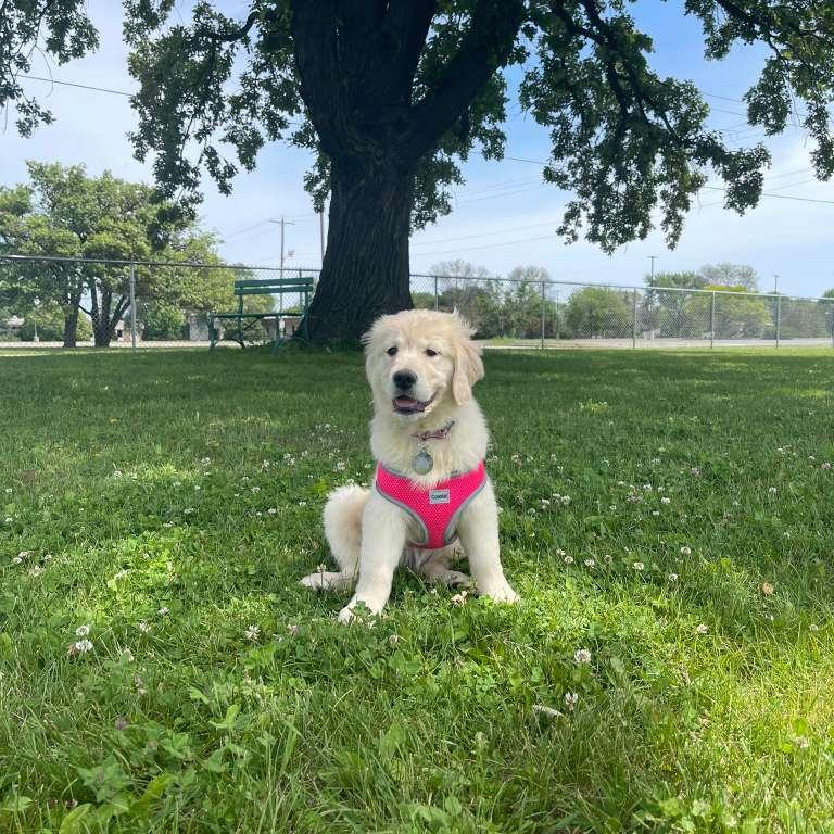 Leila as a puppy!!