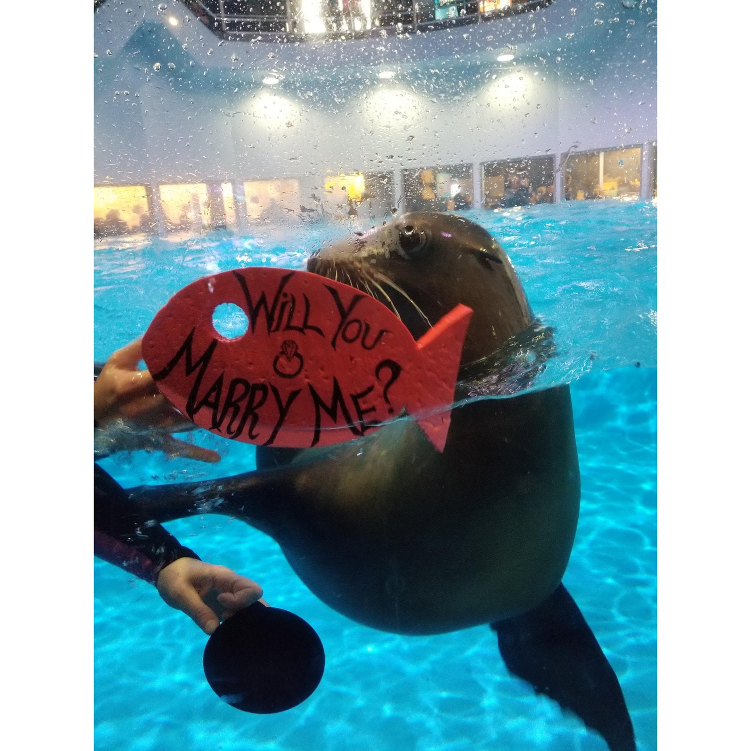 The Proposal 🖤
♡Location: Aquarium of Niagara
♡Photographer: Sarah Anderson