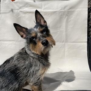 Prosciutto Obedience Training