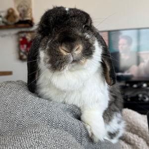 Georgie Fund