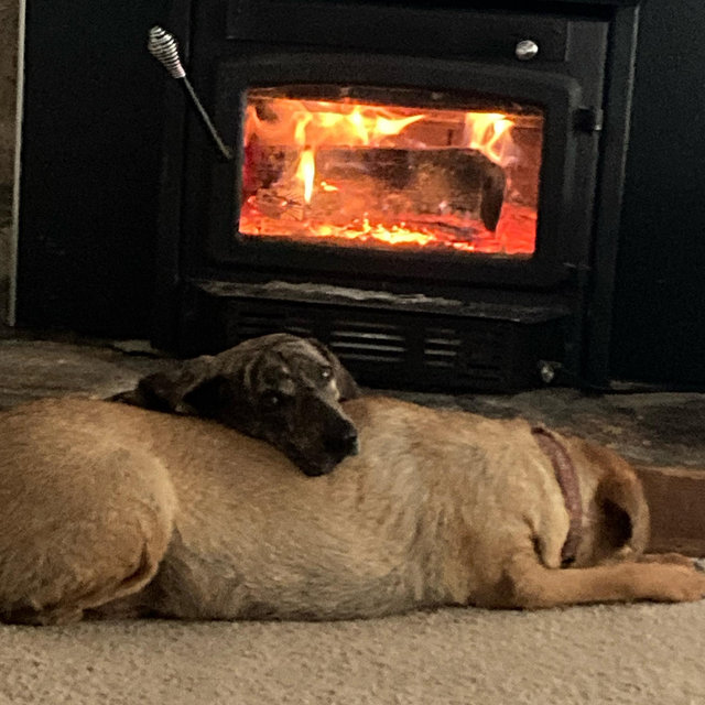 Puppy sitter fund (Dad thinks we aren’t old enough to stay home alone)