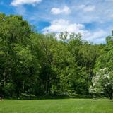 Nichols Arboretum