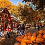 Vala's Pumpkin Patch