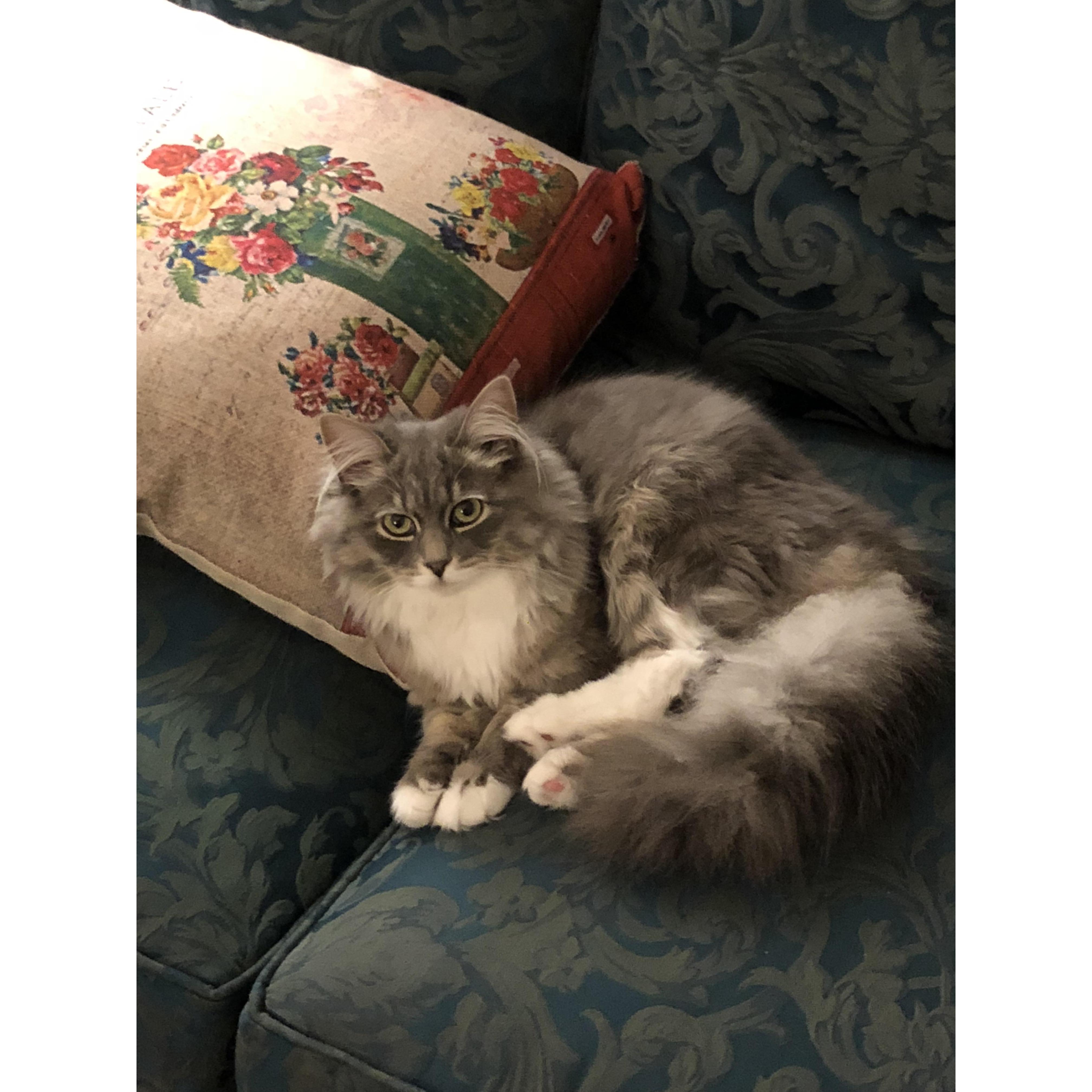 Eric and I adopted a beautiful Siberian kitten for Christmas!