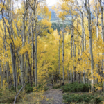 Aspen Alley
