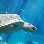 Clearwater Marine Aquarium