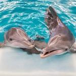 Clearwater Marine Aquarium