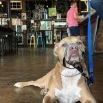 Wise Man Brewing & Coffee Bar