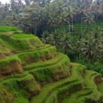 Tegalalang Rice Terrace