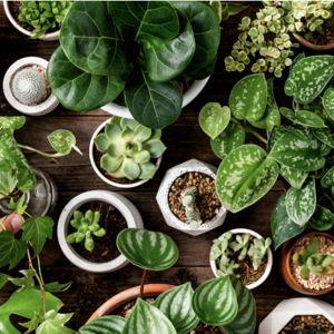 Just One More Plant Fund