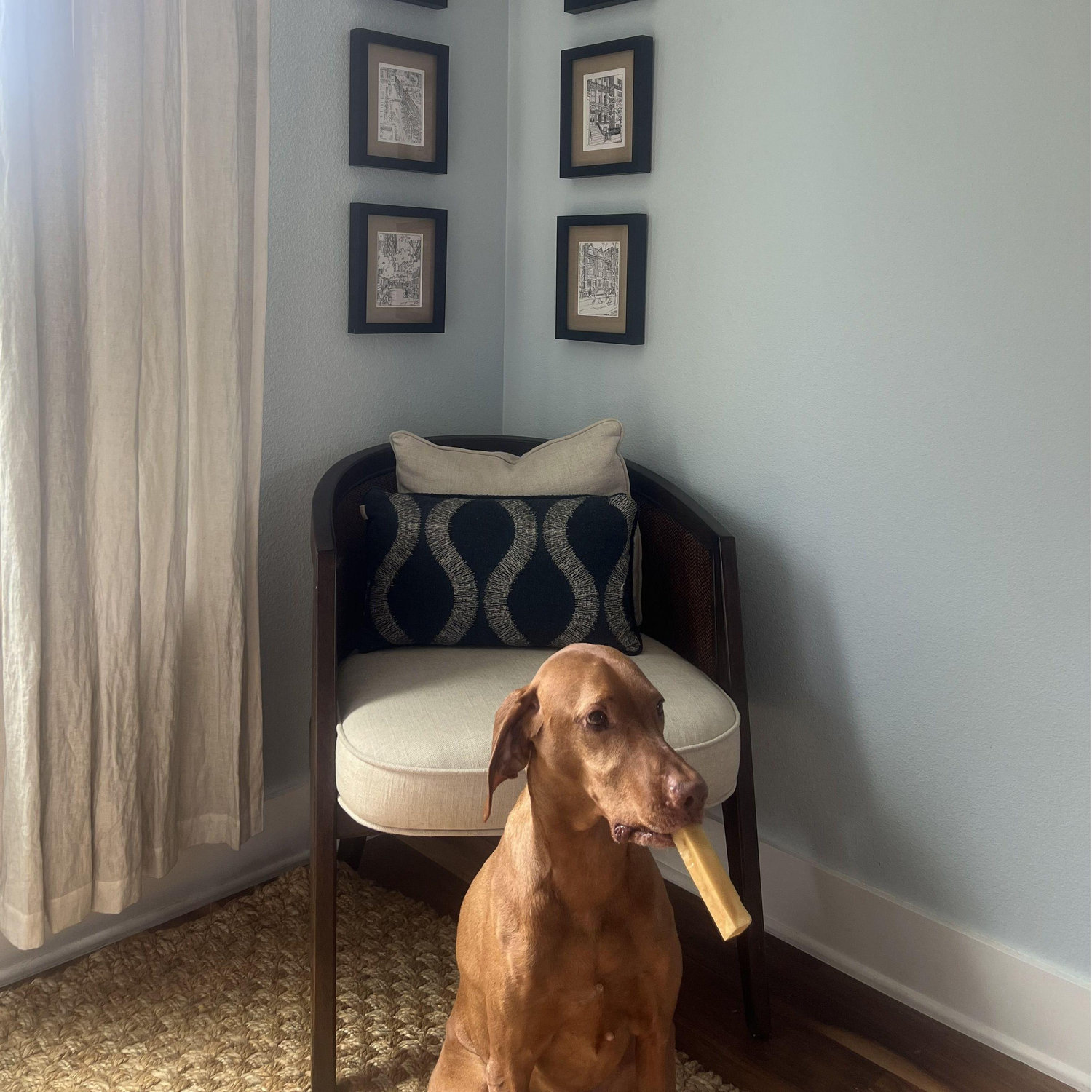 Our dogs love yak chews.