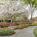 The Dallas Arboretum and Botanical Garden