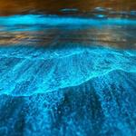 Bio Bay & Snorkeling Tours Bioluminescent Bay