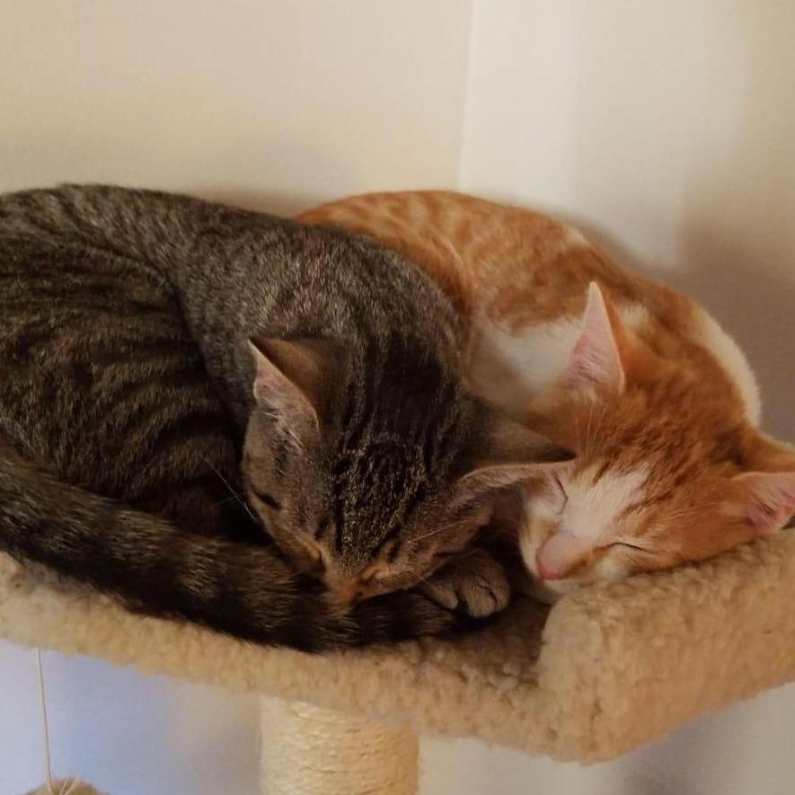 sleepy cats, fall 2018