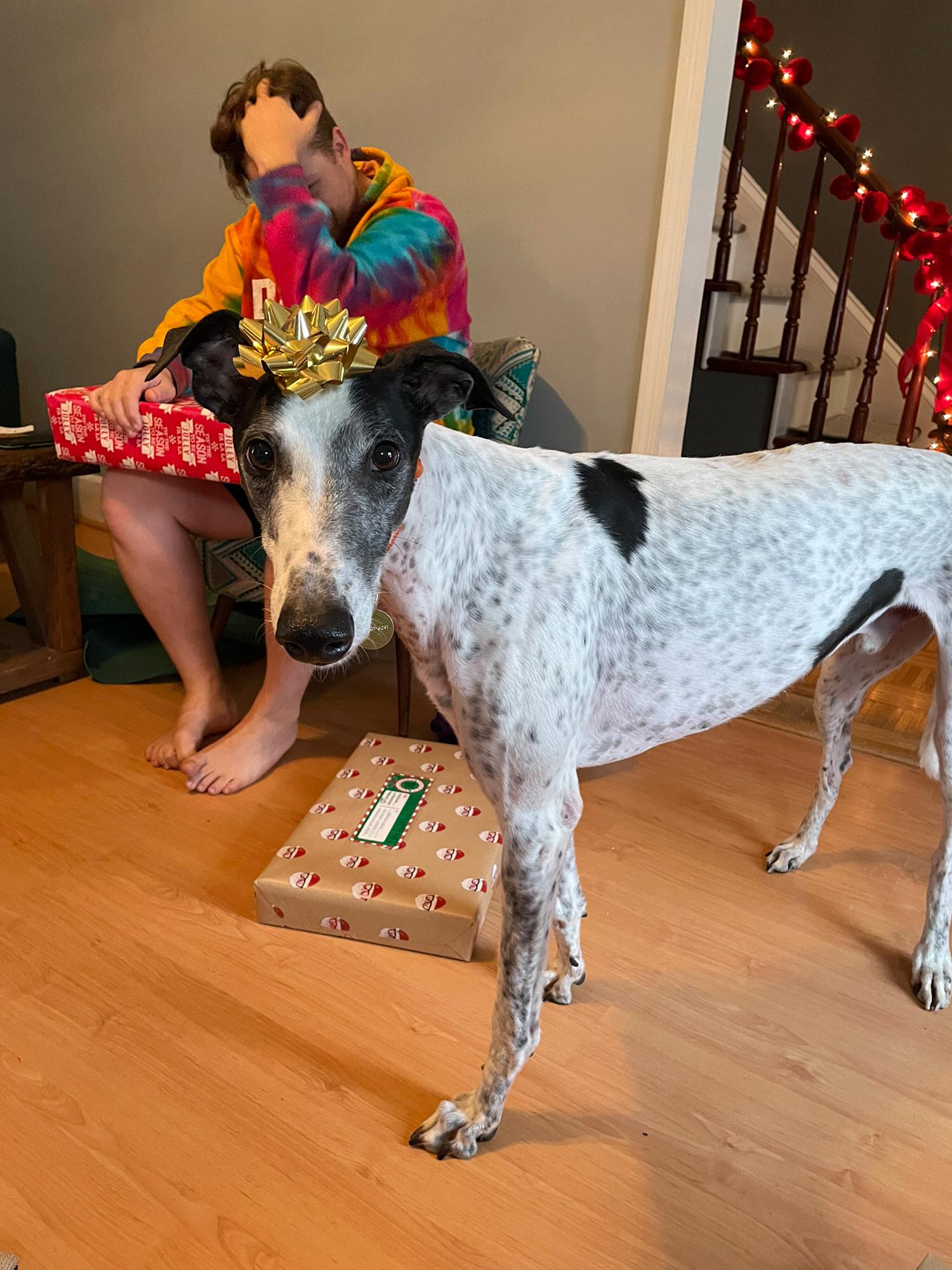 Our newest family member, Norman...a true gift he is