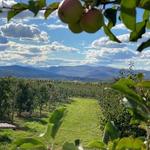 Champlain Orchards