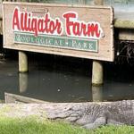 St. Augustine Alligator Farm Zoological Park
