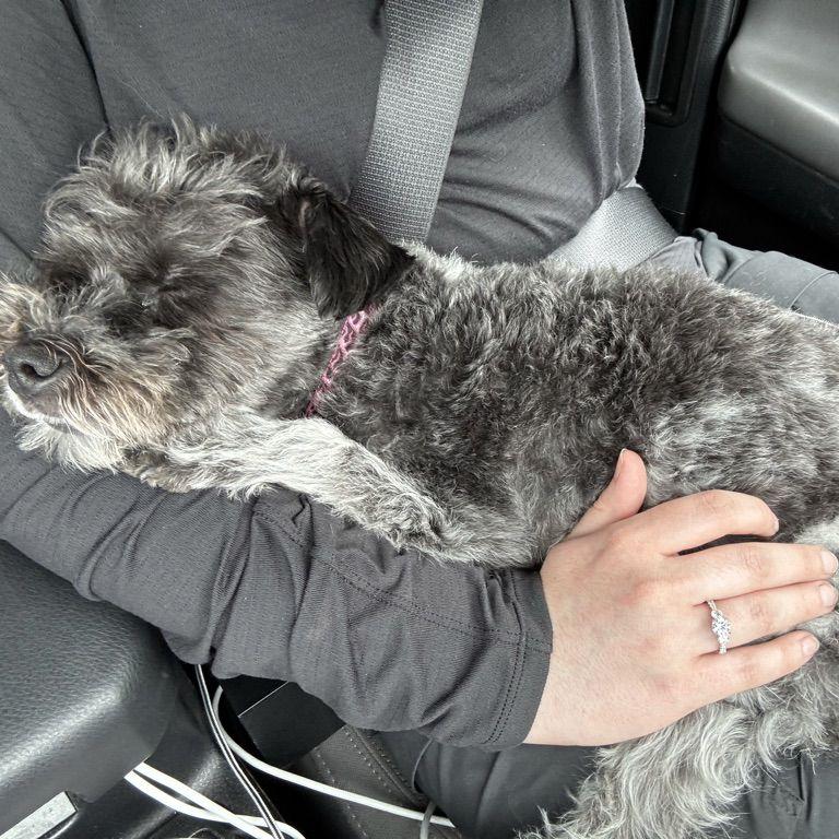 Our drive home from getting engaged. Maisey wore herself out from all the excitement