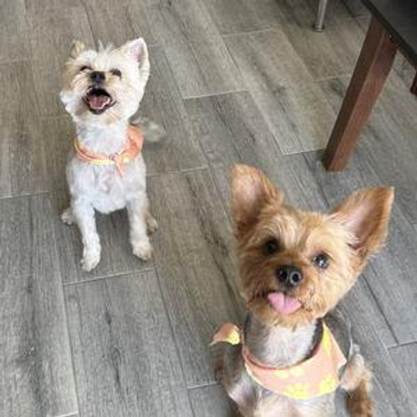 Nino and Winston Fund