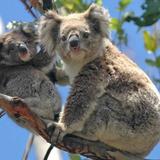 Koala Conservation Reserve