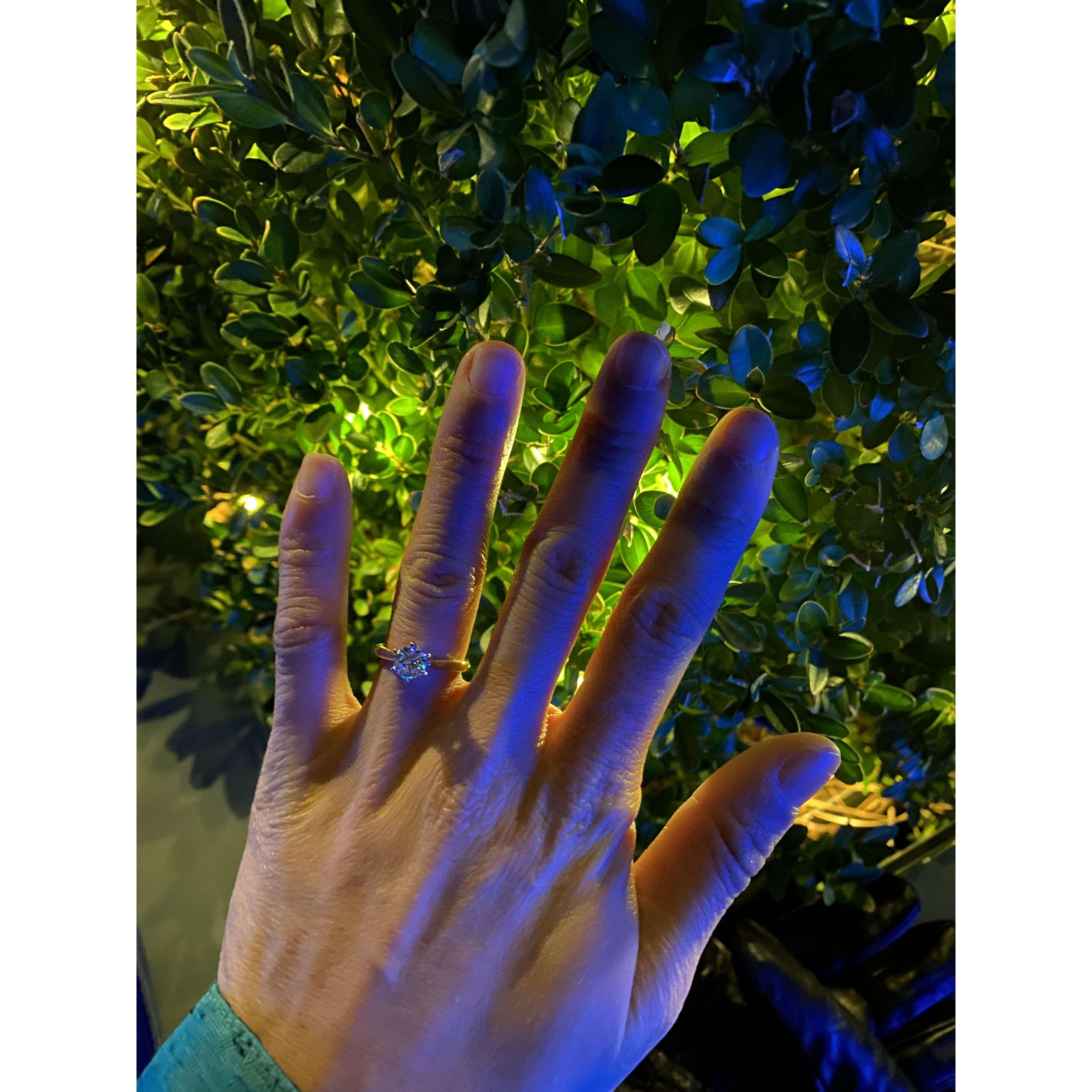 Engagement at Longwood Gardens (2022)
