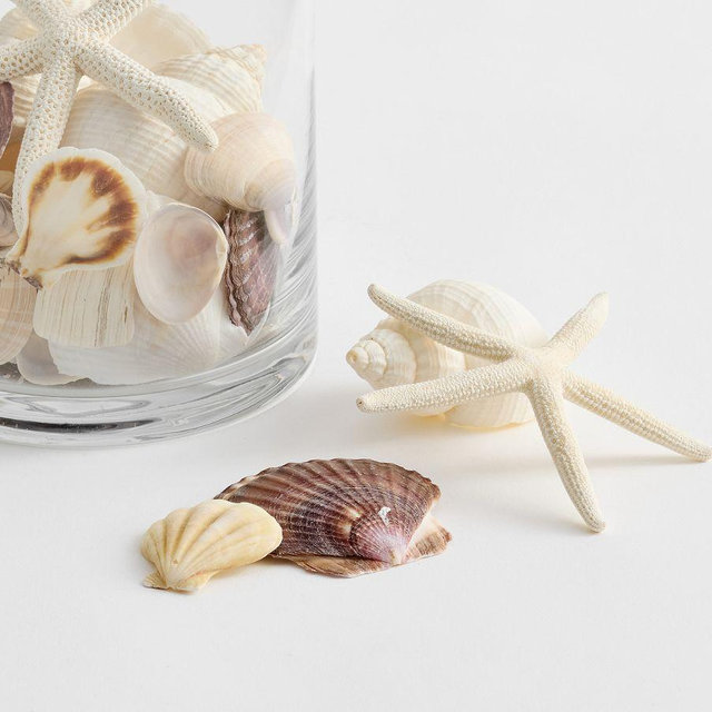 Multi Mixed Shell Vase Filler