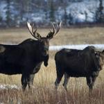 Yukon Wildlife Preserve